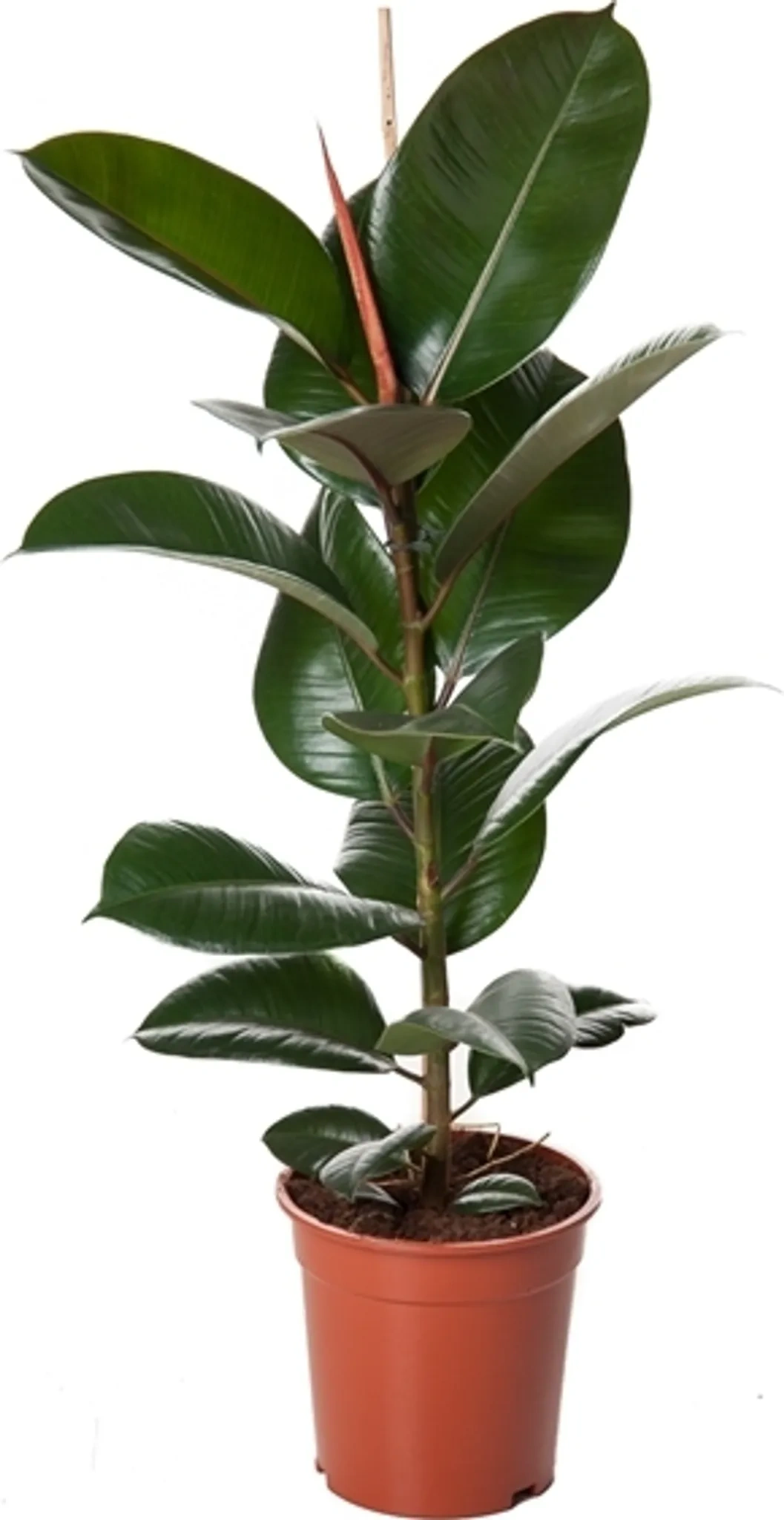 Gummibaum Ficus Elastica Robusta – Zimmerpflanze 30–40 cm, pflegeleicht & luftreinigend Gummibaum Ficus Elastica Robusta – Zimmerpflanze 30–40 cm, pflegeleicht & luftreinigend